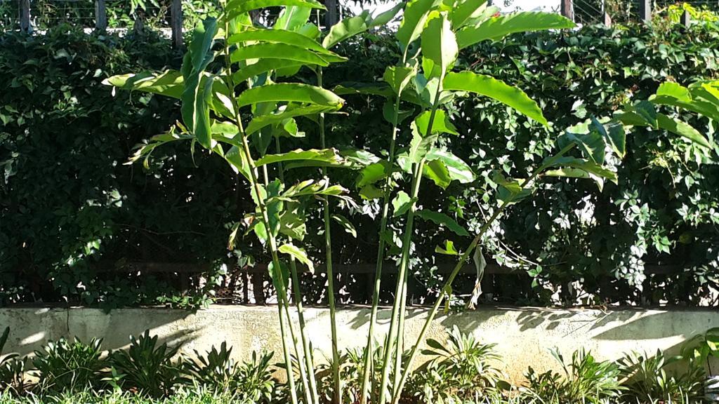 Marumadi Planeta Mocambique S. Vincente de Paulo 외부 사진
